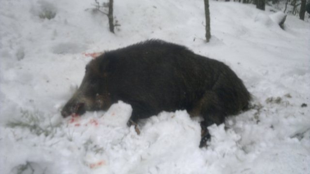 20121215366