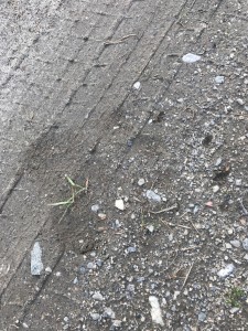 IMG_0603