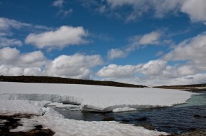 Fiske 2012