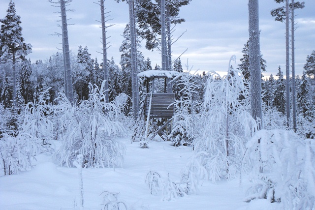 Övergivet älgtorn