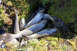 Fiske 2