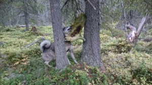 mms_img-3763670941