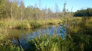 mms_img1477305594