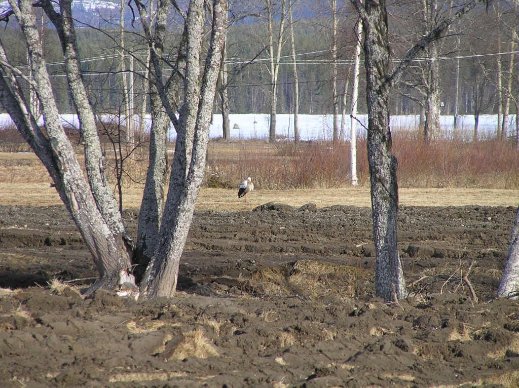Vit Stork