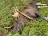 9 taggare skjuten pass 5 Sv-vägen